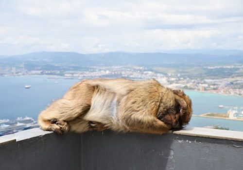 Bergapen in Gibraltar