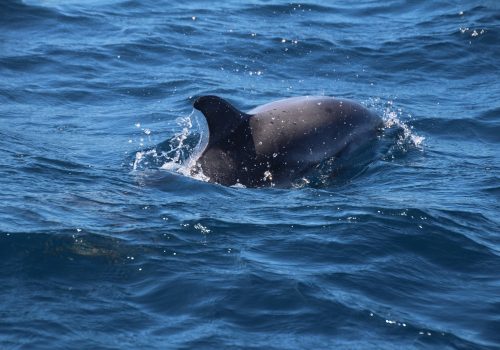 Een dolfijn in Gibraltar