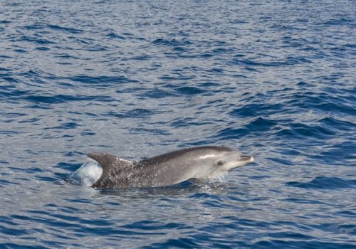 Een dolfijnencruise in Gibraltar